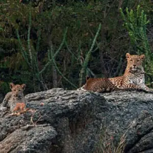 A mother leopard and her small cub resting together on top of a large grey boulder, surrounded by dense green jungle foliage and cacti.