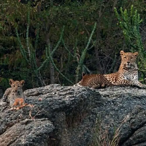 A mother leopard and her small cub resting together on top of a large grey boulder, surrounded by dense green jungle foliage and cacti.
