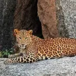 A spotted leopard with a long, curled tail sits alertly on a large, sun-drenched rock formation with sparse green brush in the background.