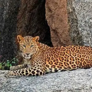 A spotted leopard with a long, curled tail sits alertly on a large, sun-drenched rock formation with sparse green brush in the background.
